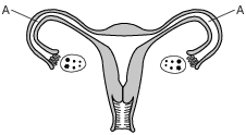 reproduction and development, human female reproductive system fig: lenv12018-examw_g1.png
